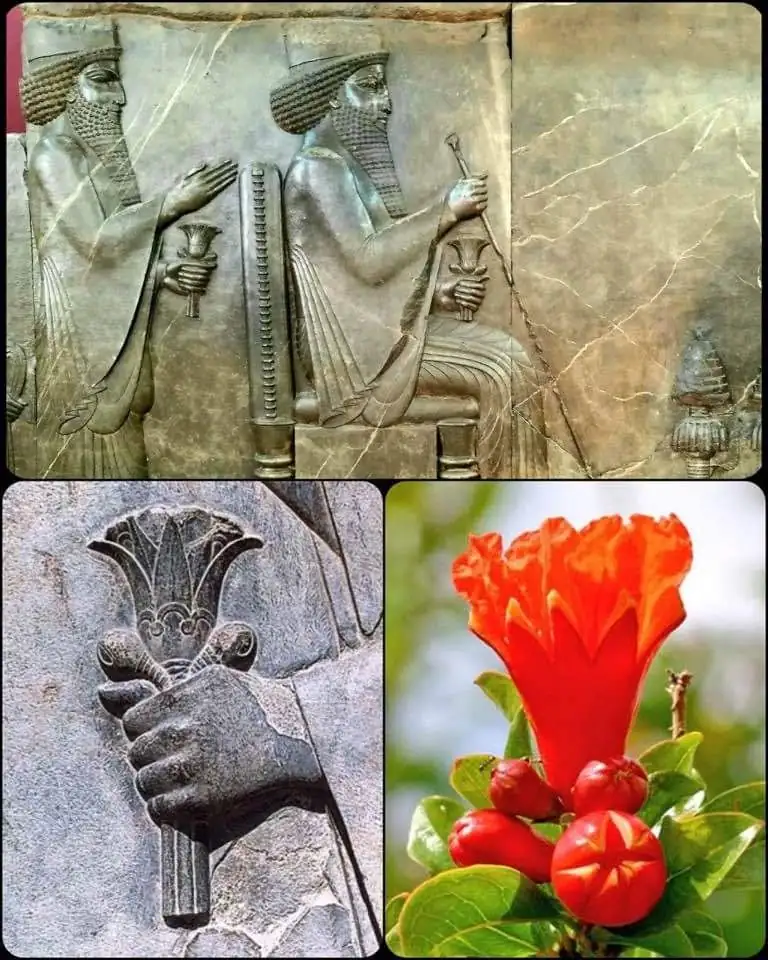 Persian Iris Persian Iris symbols in Persepolis